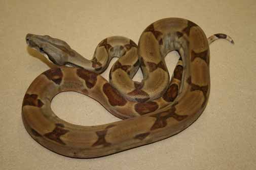 Boa Constrictor